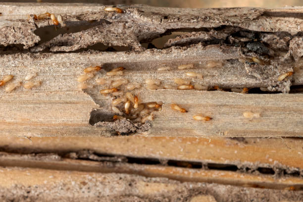 Best Pest Inspection Near Me  in Wheeler Af, HI